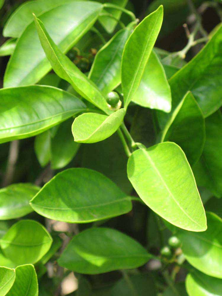              Sun leaves (Riverside, CA)       